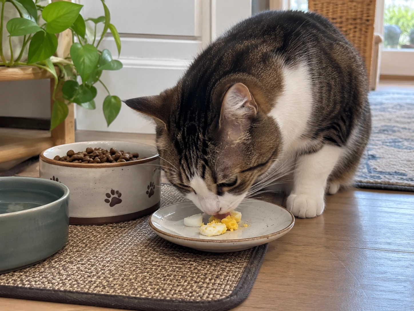 Cat eating a small amount of plain cooked egg beside its regular food