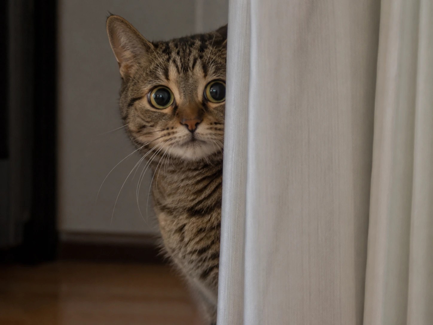 An anxious cat peeking from behind a curtain, indicating stress.