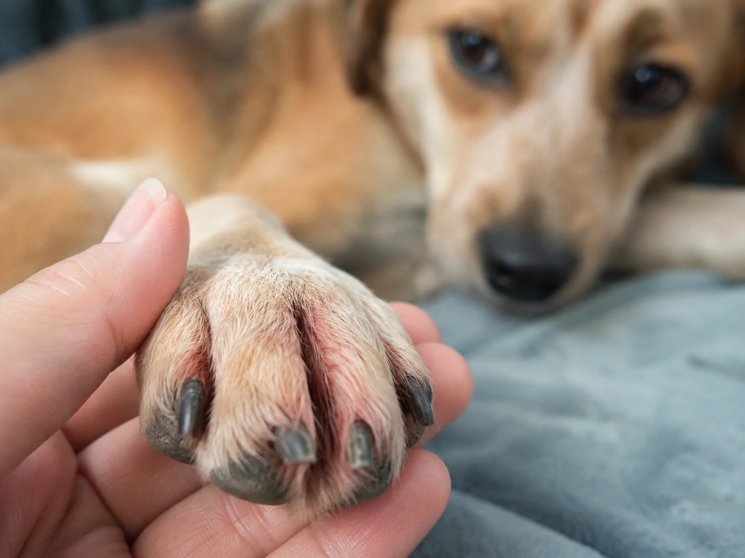 A close-up of a dog's paw, showing some redness between the toes, being gently held by a human hand, indicating examination for irritation.