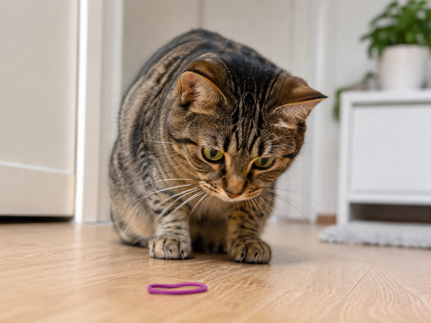 A cat looking curiously at a small, potentially dangerous household item on the floor