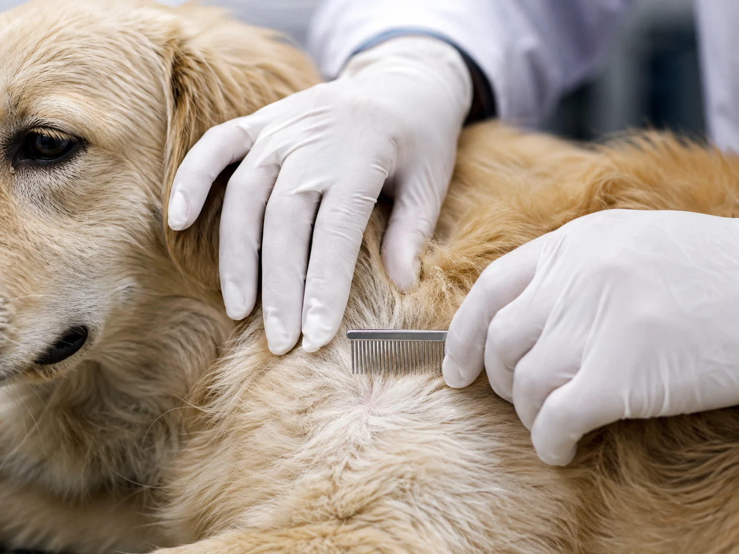 Veterinarian checking a dog's fur for parasites with a comb.